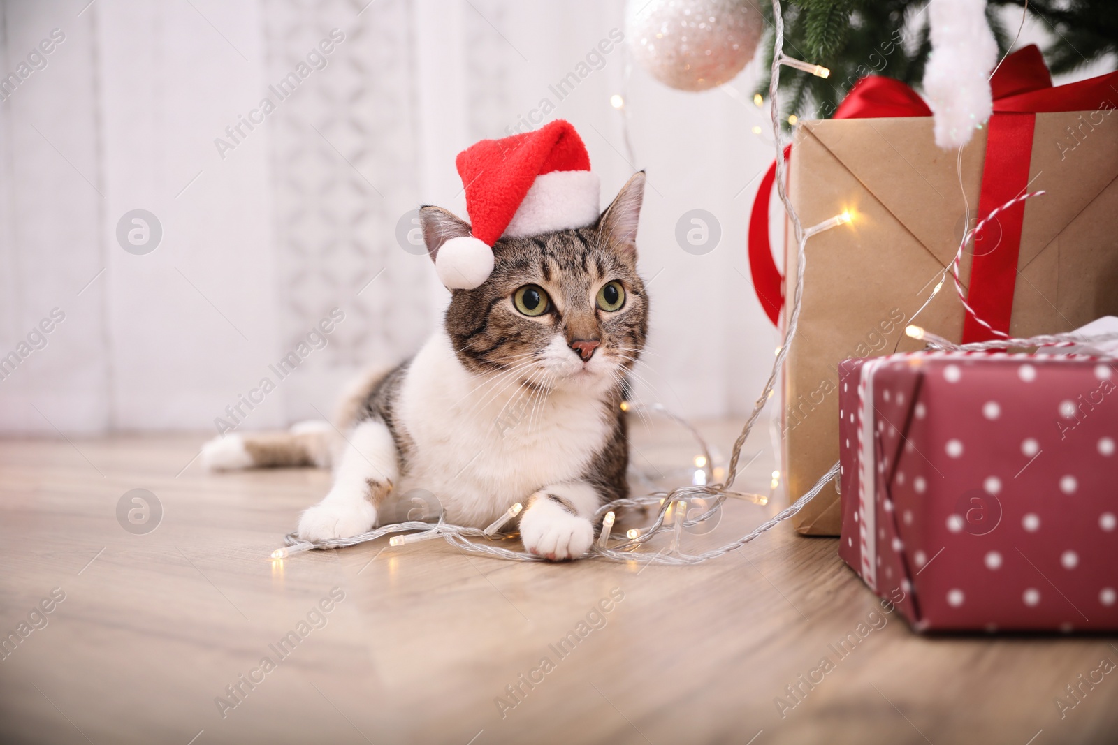 Photo of Cute cat wearing Santa hat in room decorated for Christmas