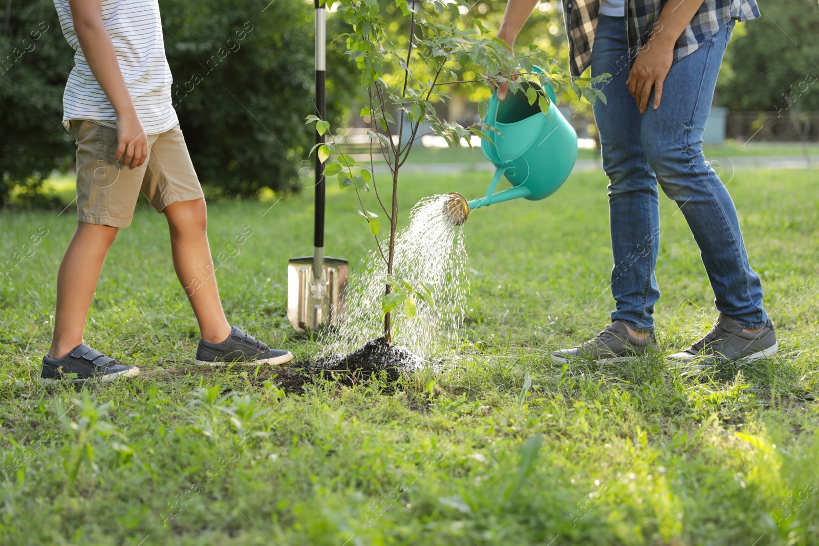 Photo of Dad and son watering tree in park on sunny day, closeup