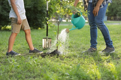 Dad and son watering tree in park on sunny day, closeup