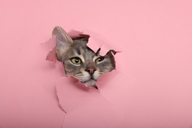 Photo of Cute cat looking through hole in pink paper