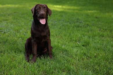 Photo of Adorable Labrador Retriever dog sitting on green grass in park, space for text