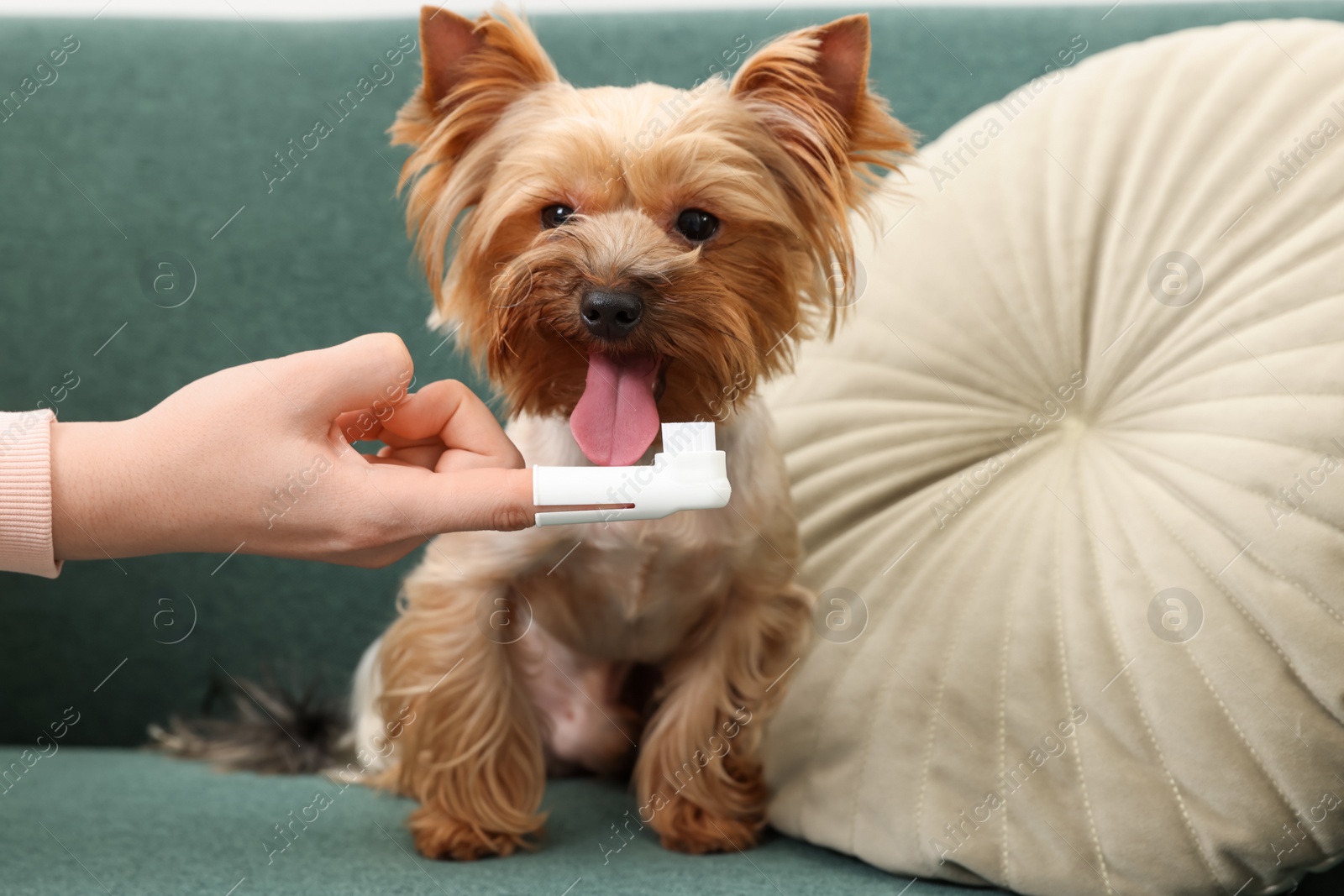 Photo of Woman brushing dog's teeth on couch, closeup