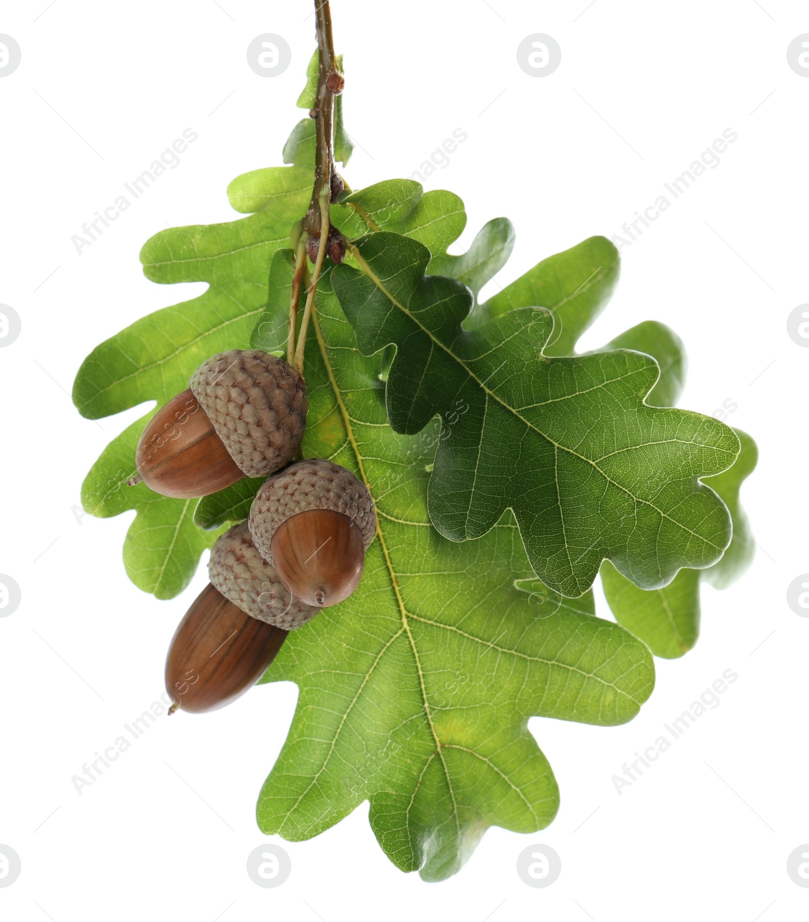 Photo of Oak branch with acorns and green leaves on white background