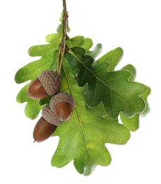 Oak branch with acorns and green leaves on white background