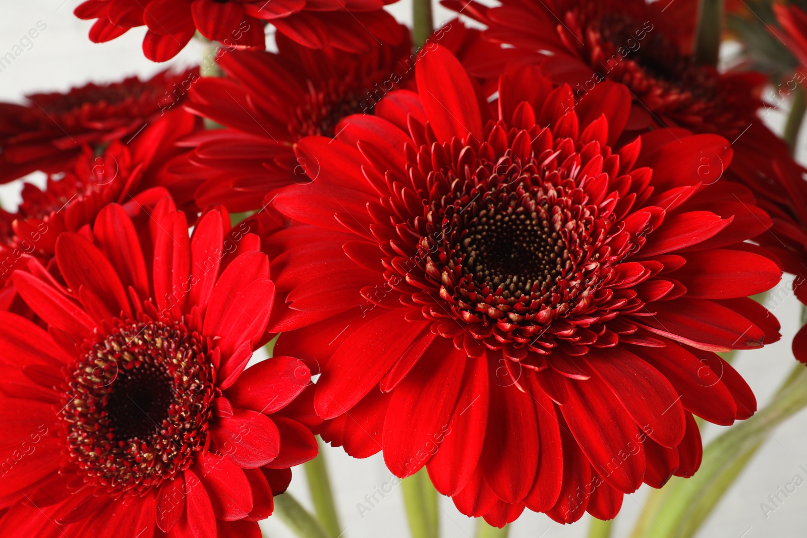 Photo of Bouquet of beautiful red gerbera flowers on white background, closeup