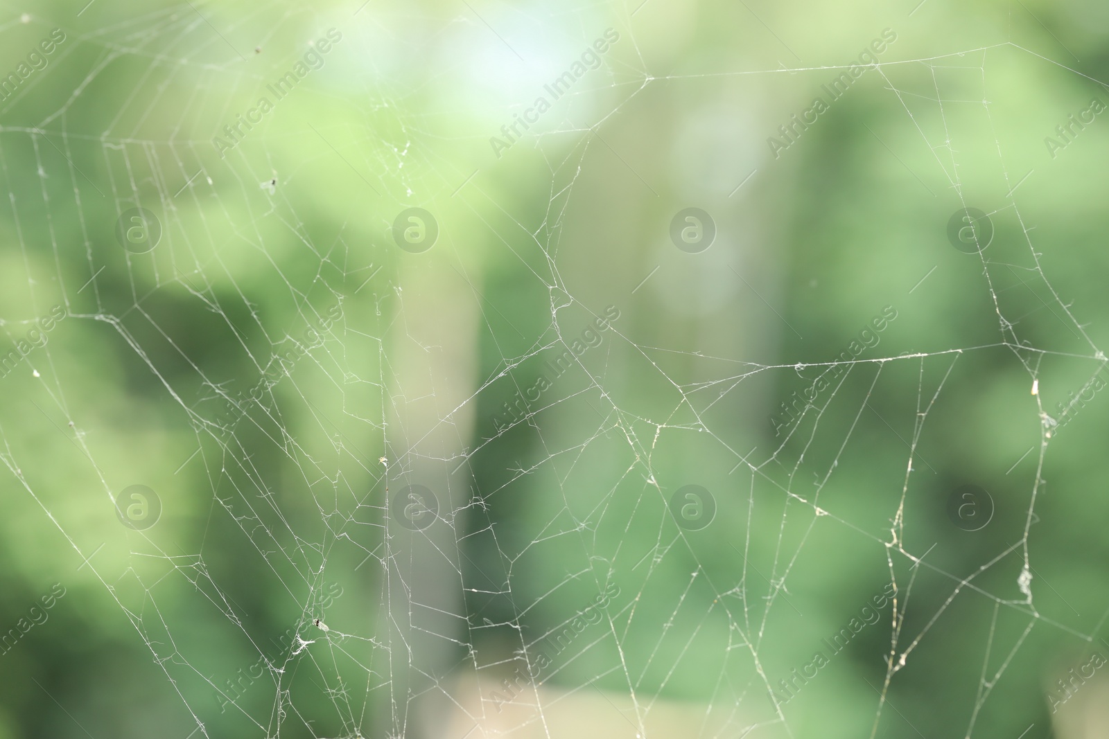 Photo of Old dusty cobweb on blurred background, closeup