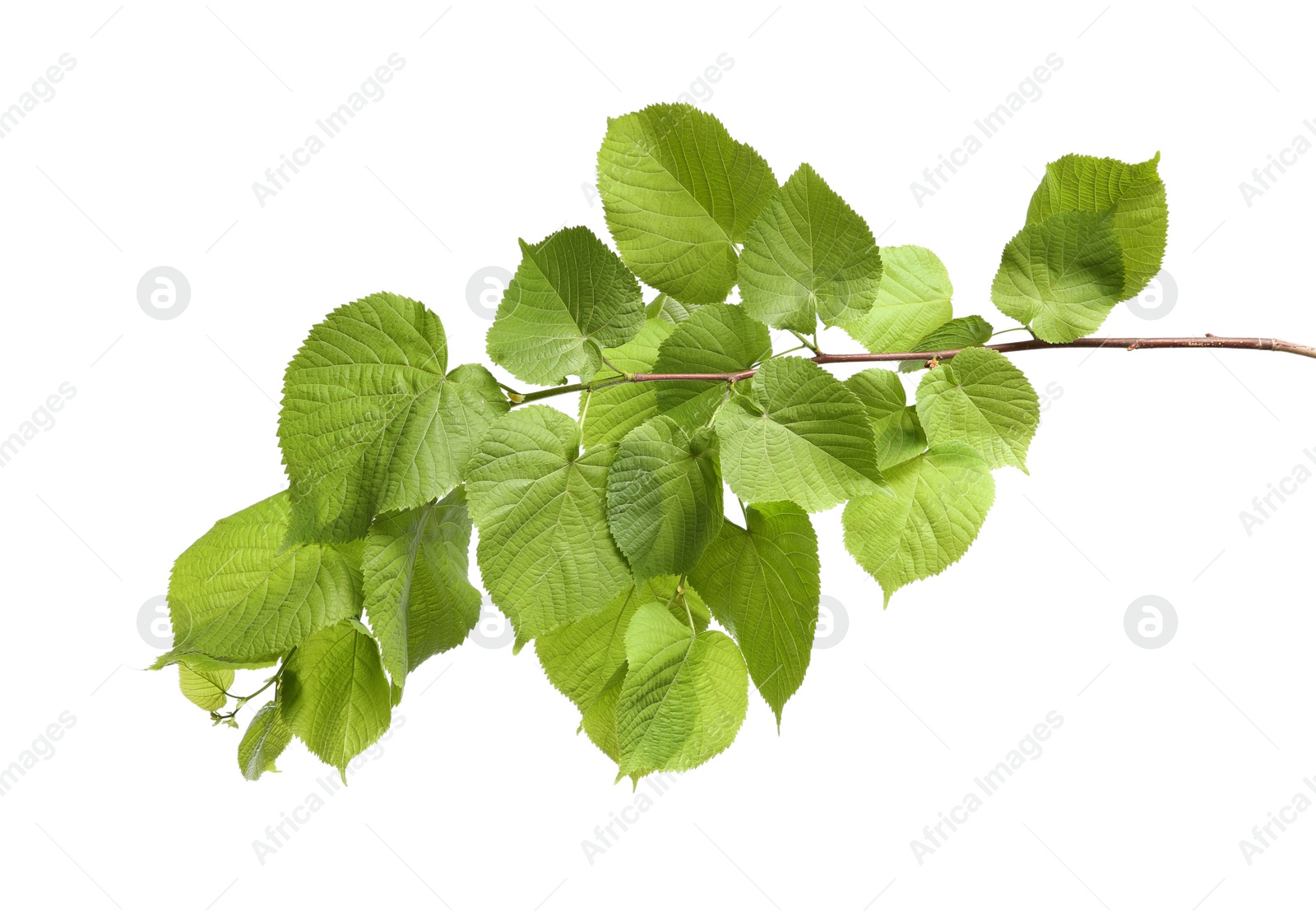 Photo of Branch of linden tree with young fresh green leaves isolated on white. Spring season