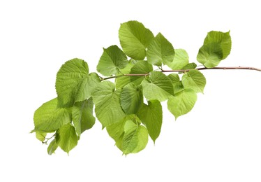 Photo of Branch of linden tree with young fresh green leaves isolated on white. Spring season