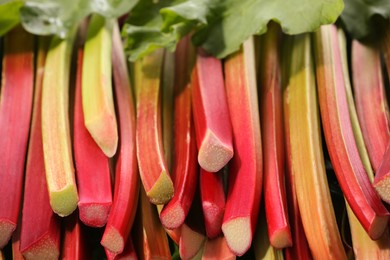 Many ripe rhubarb stalks and leaves as background, closeup