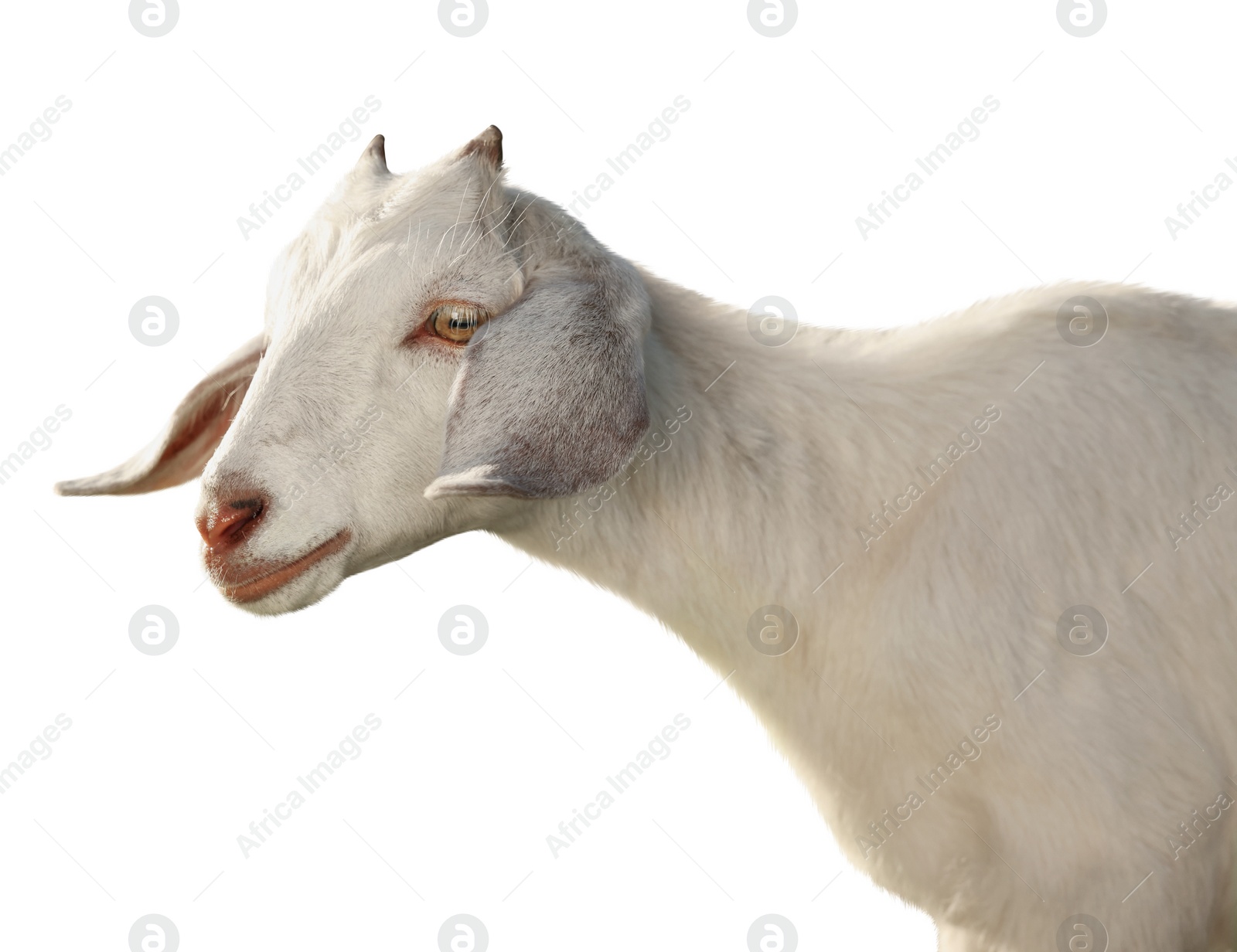 Image of Cute goat isolated on white. Farm animal