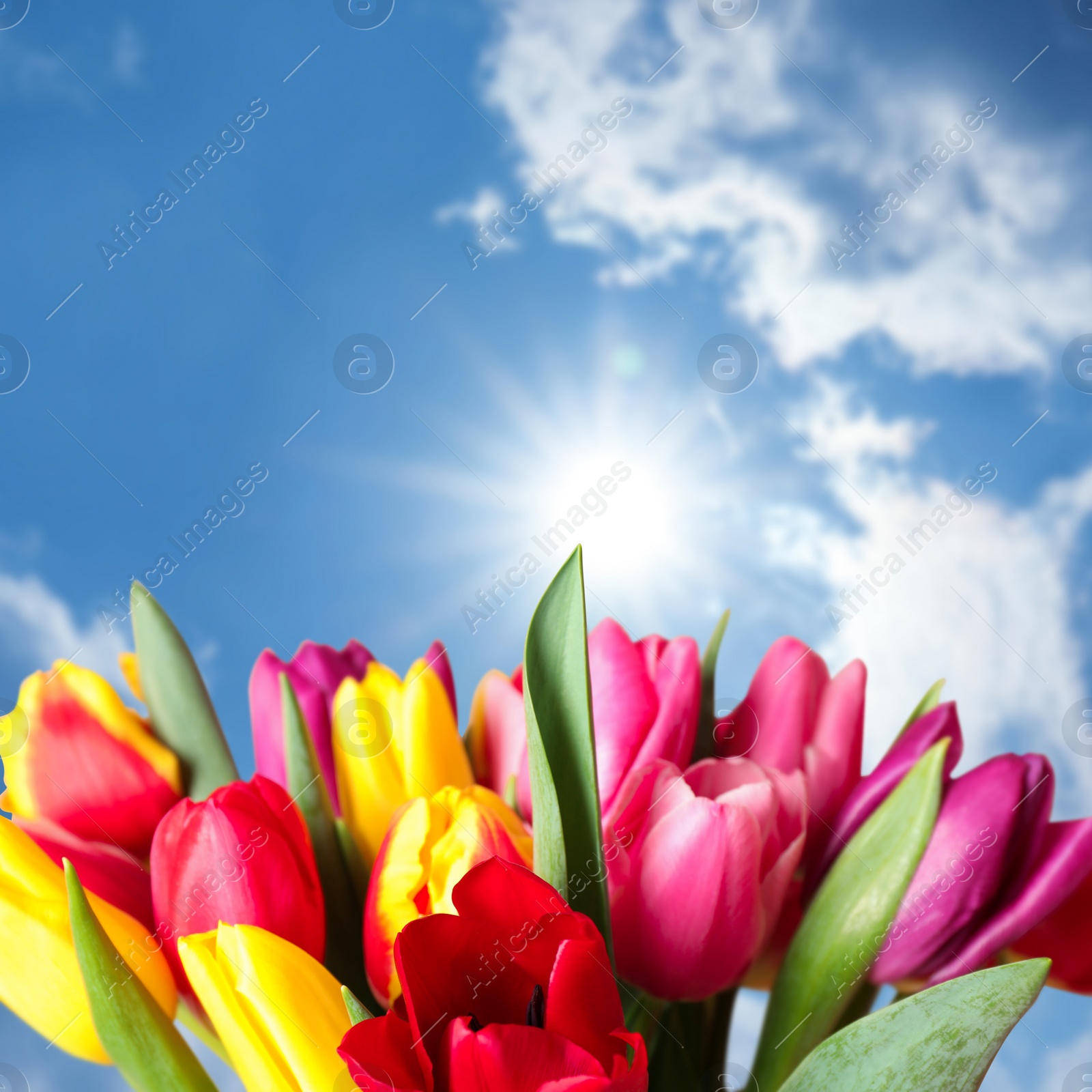 Image of Beautiful bright spring tulips and blue sky on background