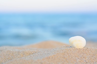 Photo of Beautiful seashell in sand on beach, closeup. Space for text