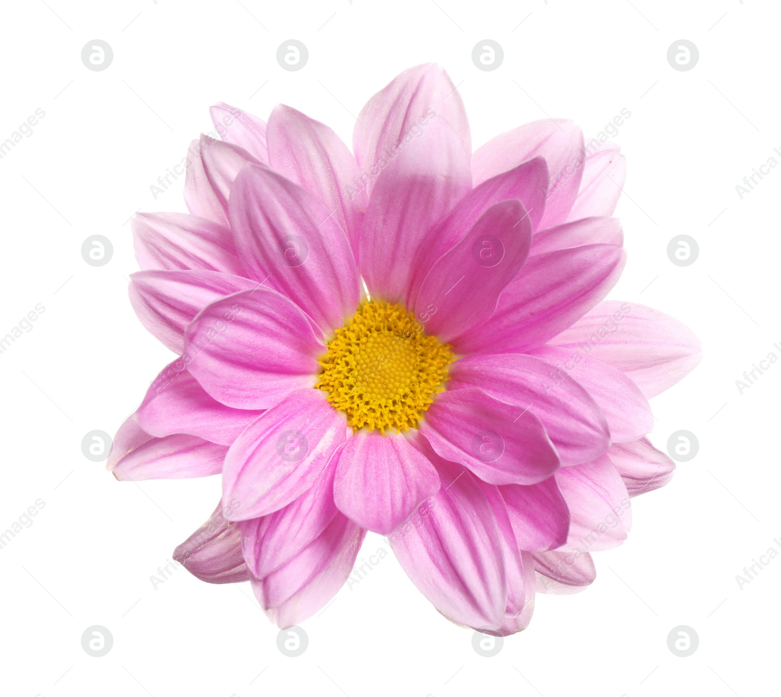 Photo of Beautiful pink chamomile flower on white background