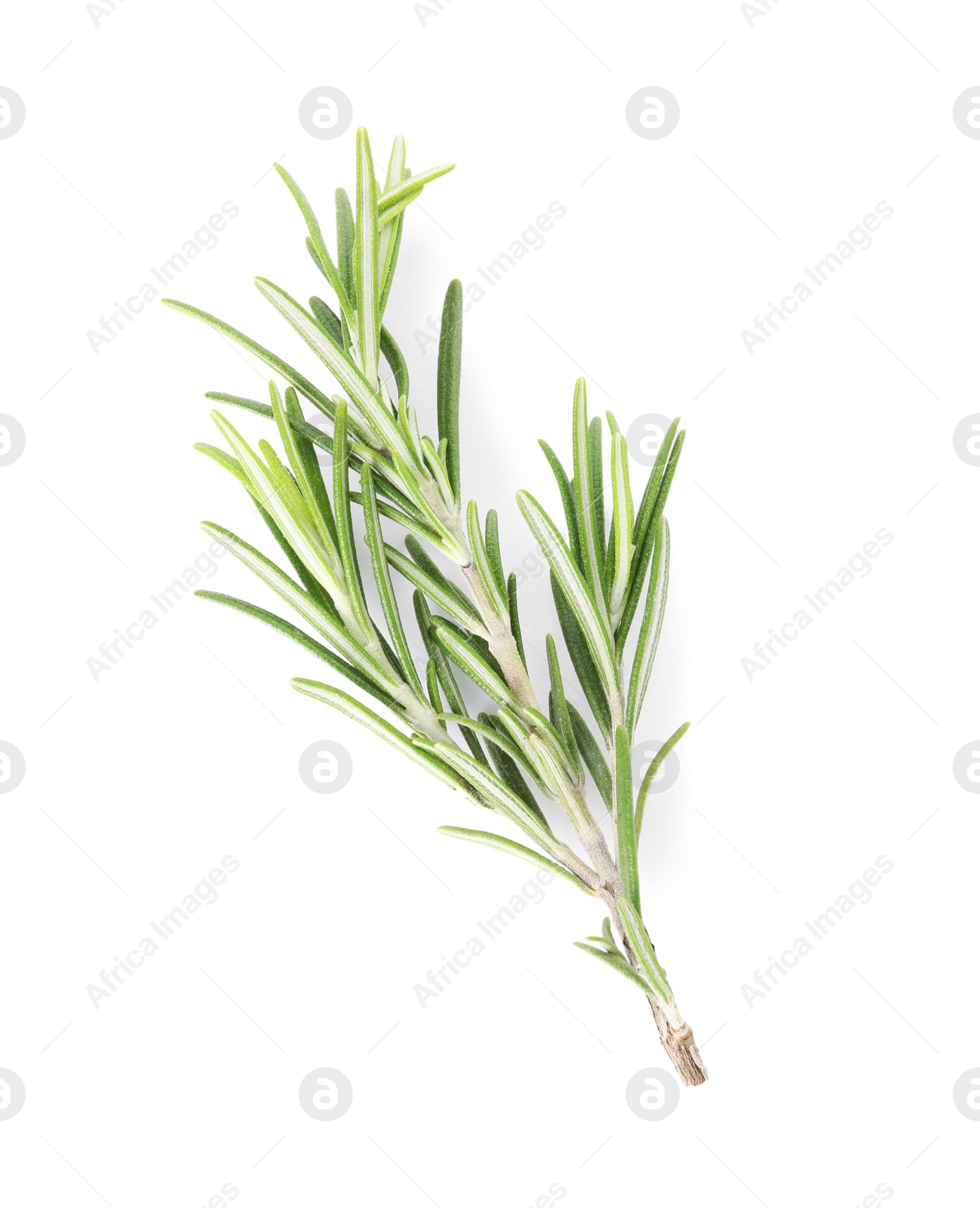 Photo of Fresh green rosemary twig on white background, top view