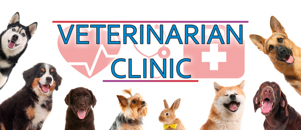 Image of Collage with different cute pets and text VETERINARIAN CLINIC on white background. Banner design