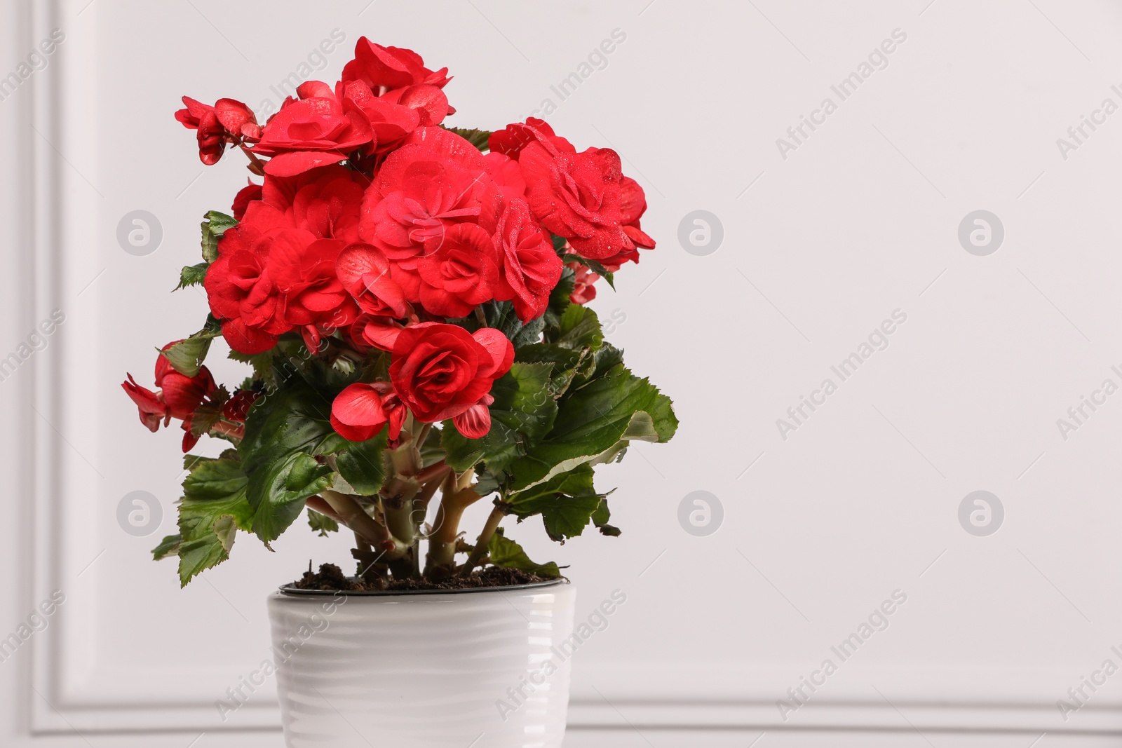 Photo of Beautiful begonia flower in pot near white wall, space for text