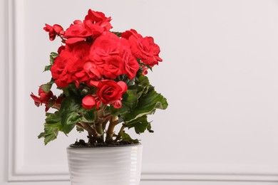 Photo of Beautiful begonia flower in pot near white wall, space for text