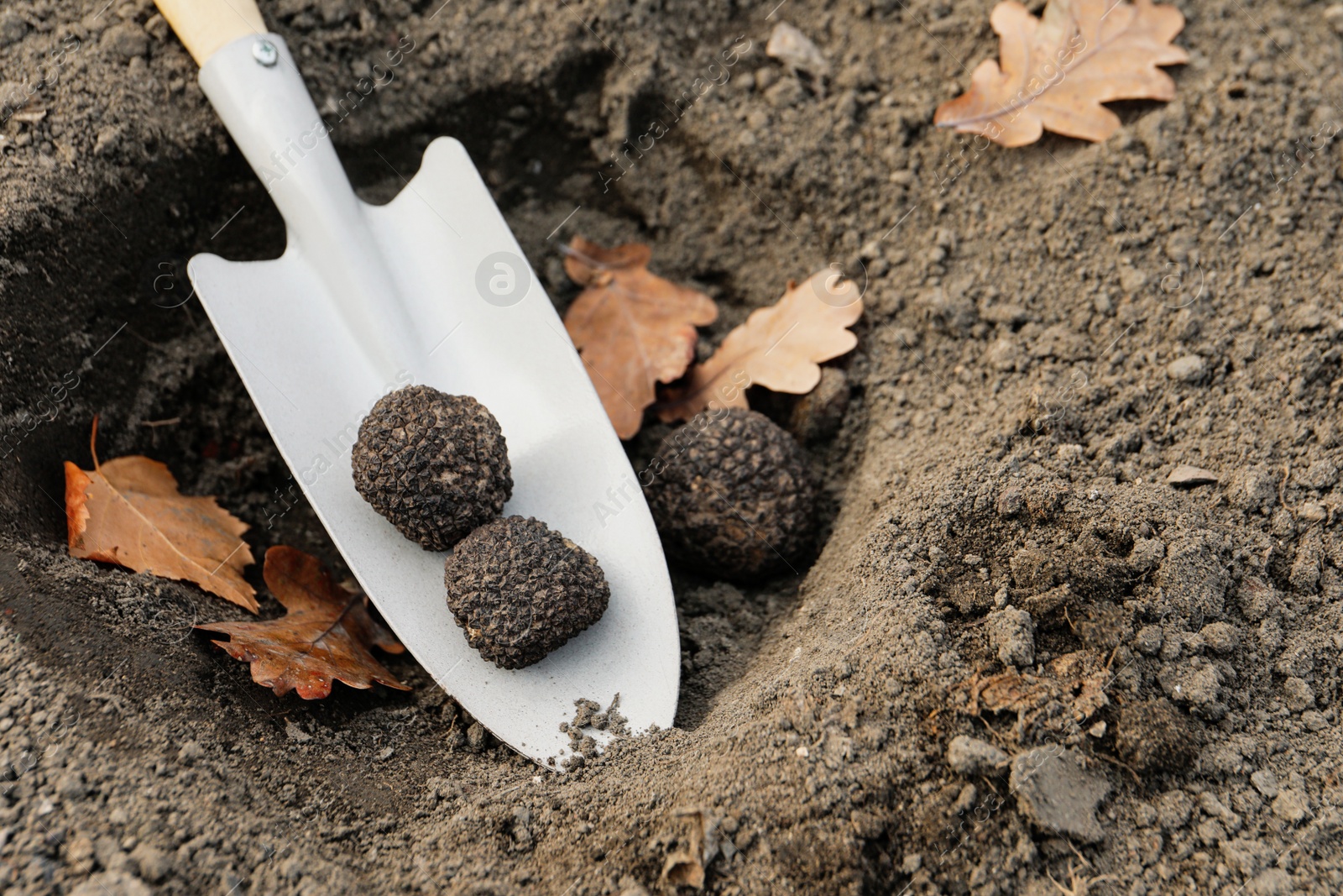 Photo of Shovel with fresh truffles in pit, closeup view