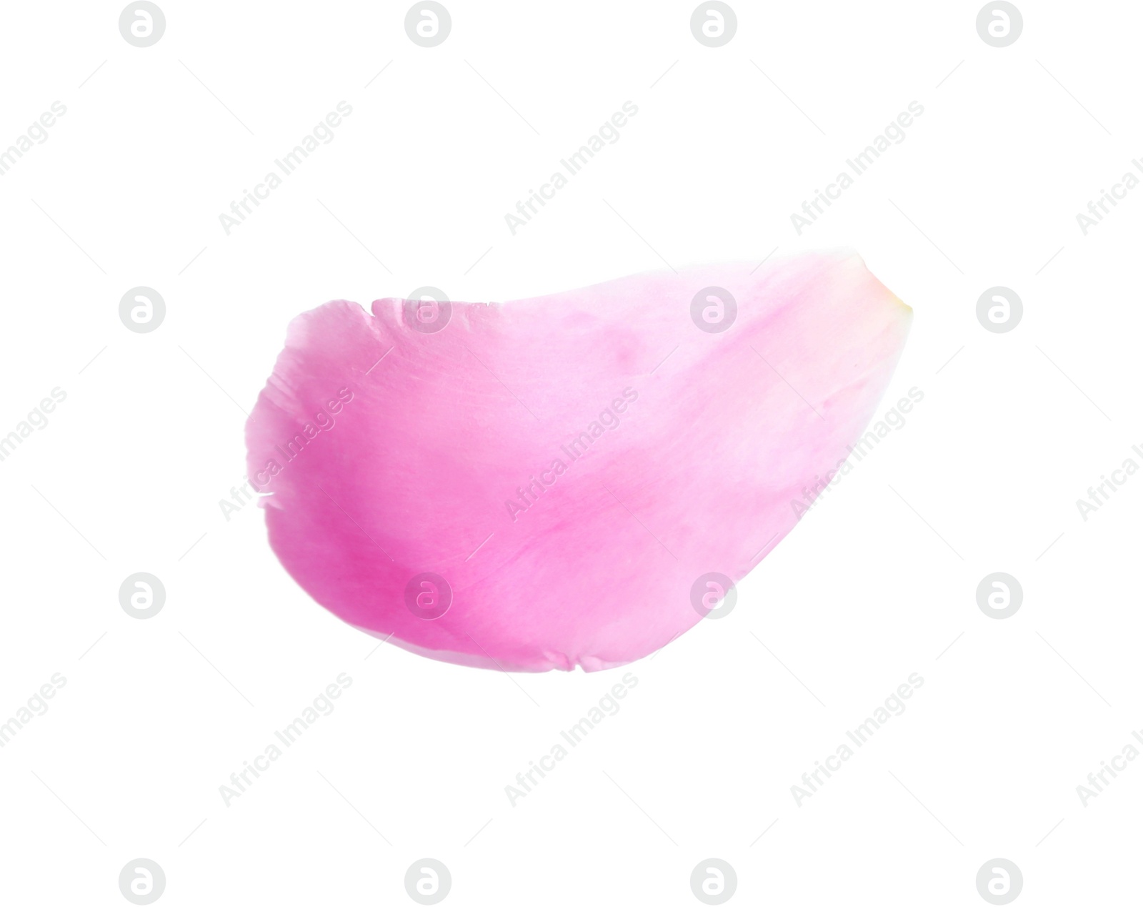 Photo of Petal of pink peony flower isolated on white