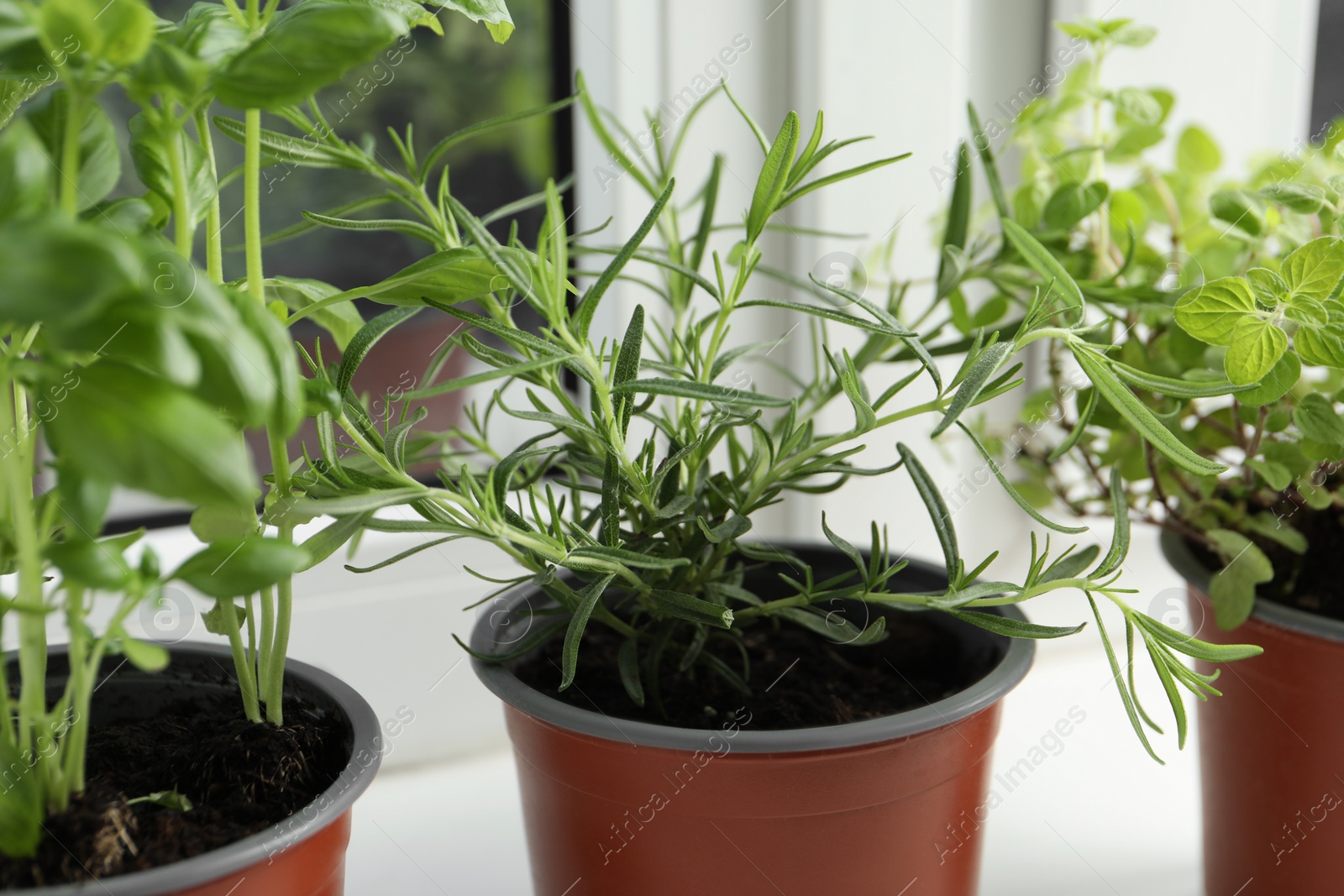 Photo of Different aromatic potted herbs on windowsill indoors, closeup