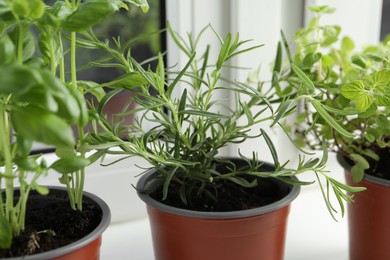 Different aromatic potted herbs on windowsill indoors, closeup