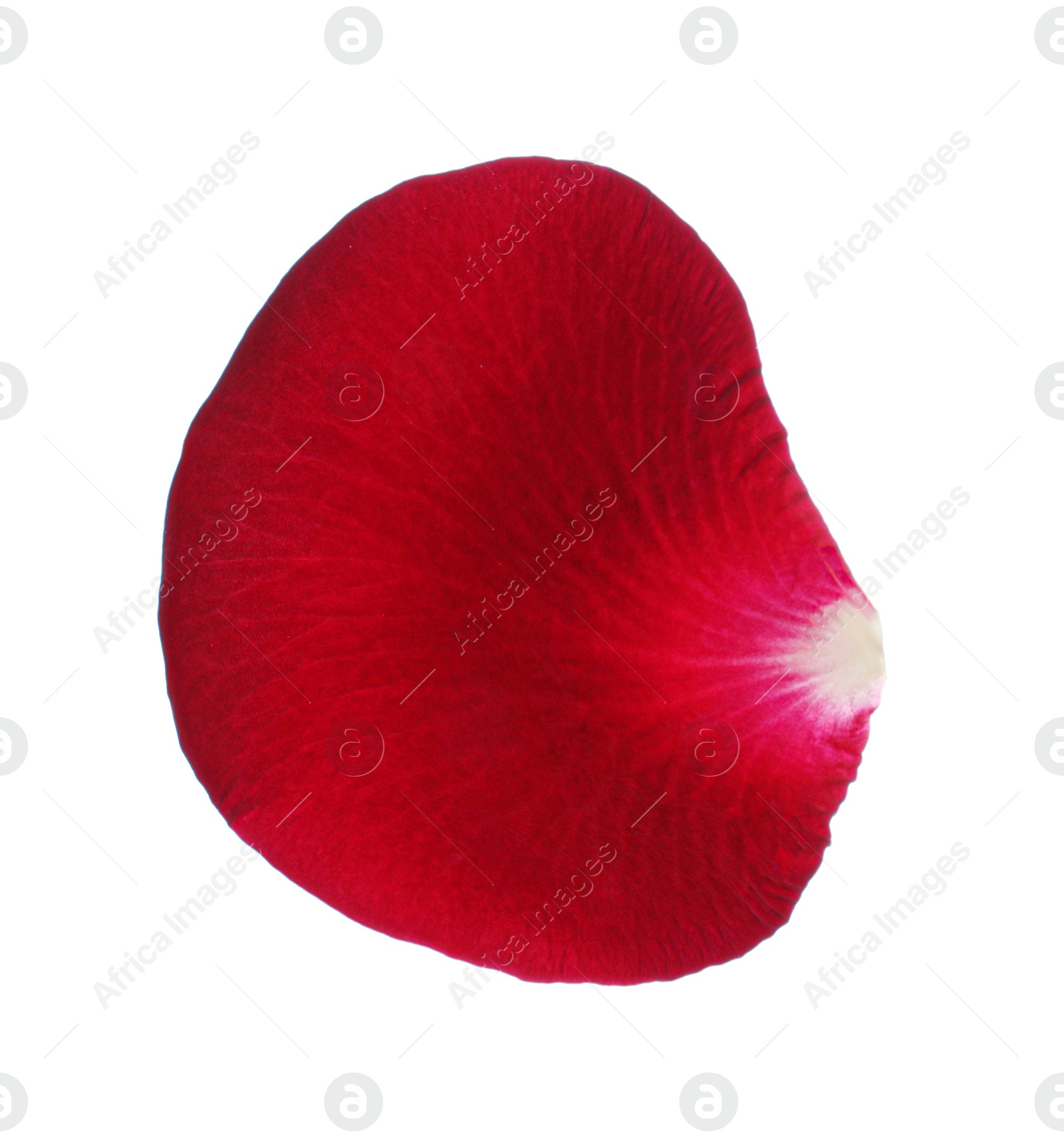 Photo of Red rose flower petal on white background