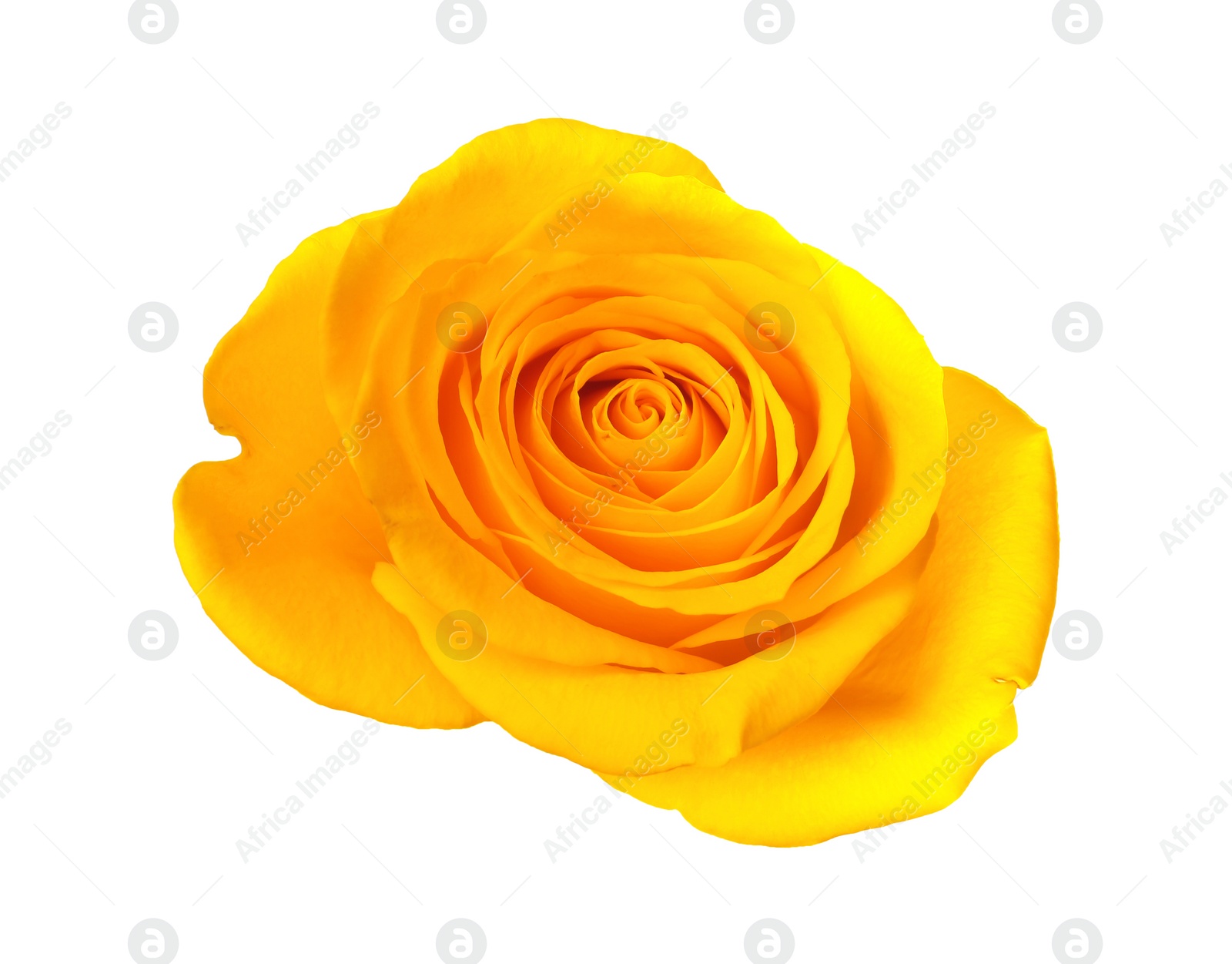 Photo of Beautiful fresh yellow rose isolated on white