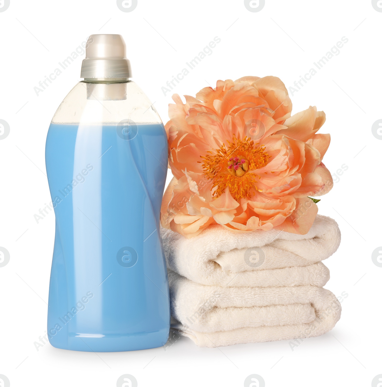 Photo of Bottle of fabric softener, stacked clean towels and beautiful flower isolated on white