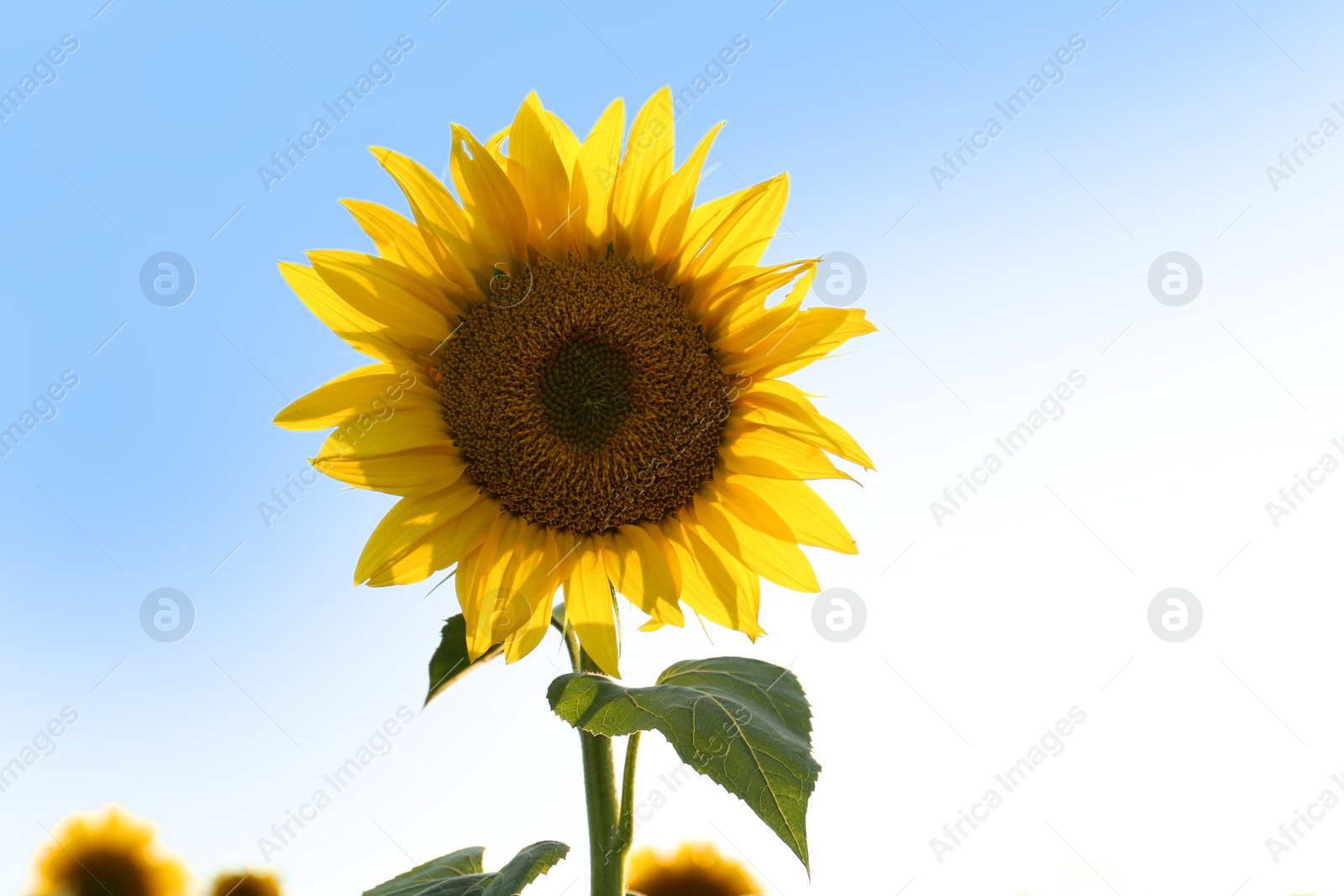 Photo of Beautiful blooming sunflower against sky on summer day