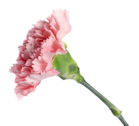 Beautiful pink carnation flower isolated on white