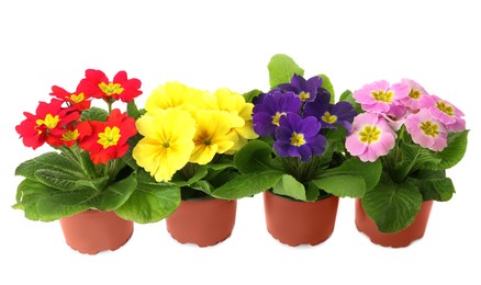 Photo of Beautiful primula (primrose) plants with colorful flowers on white background. Spring blossom