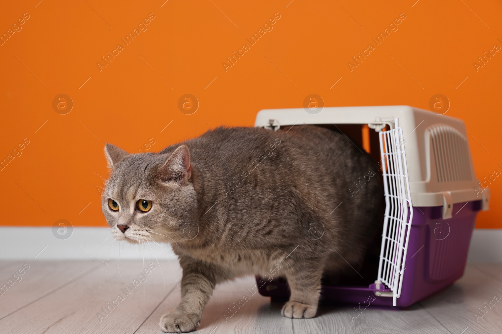 Photo of Travel with pet. Cute cat near carrier on floor indoors