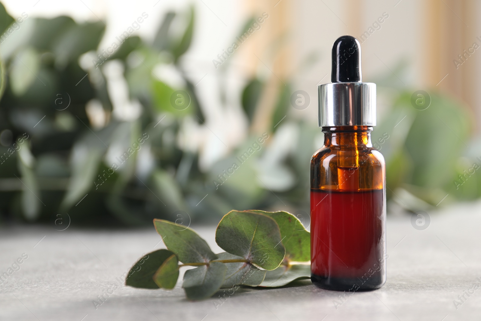 Photo of Aromatherapy. Bottle of essential oil and eucalyptus leaves on grey table
