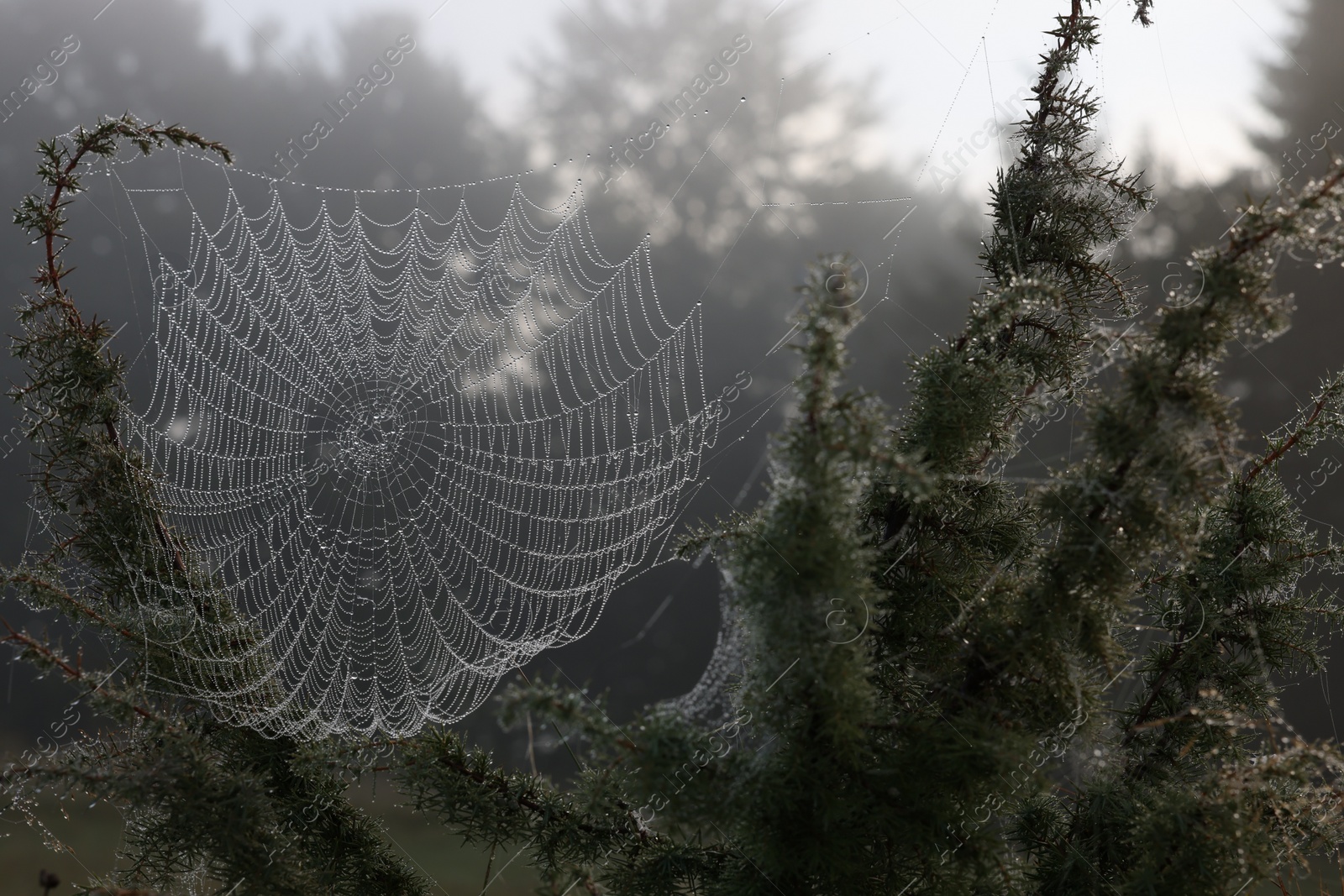 Photo of Closeup view of cobweb with dew drops on plants in forest