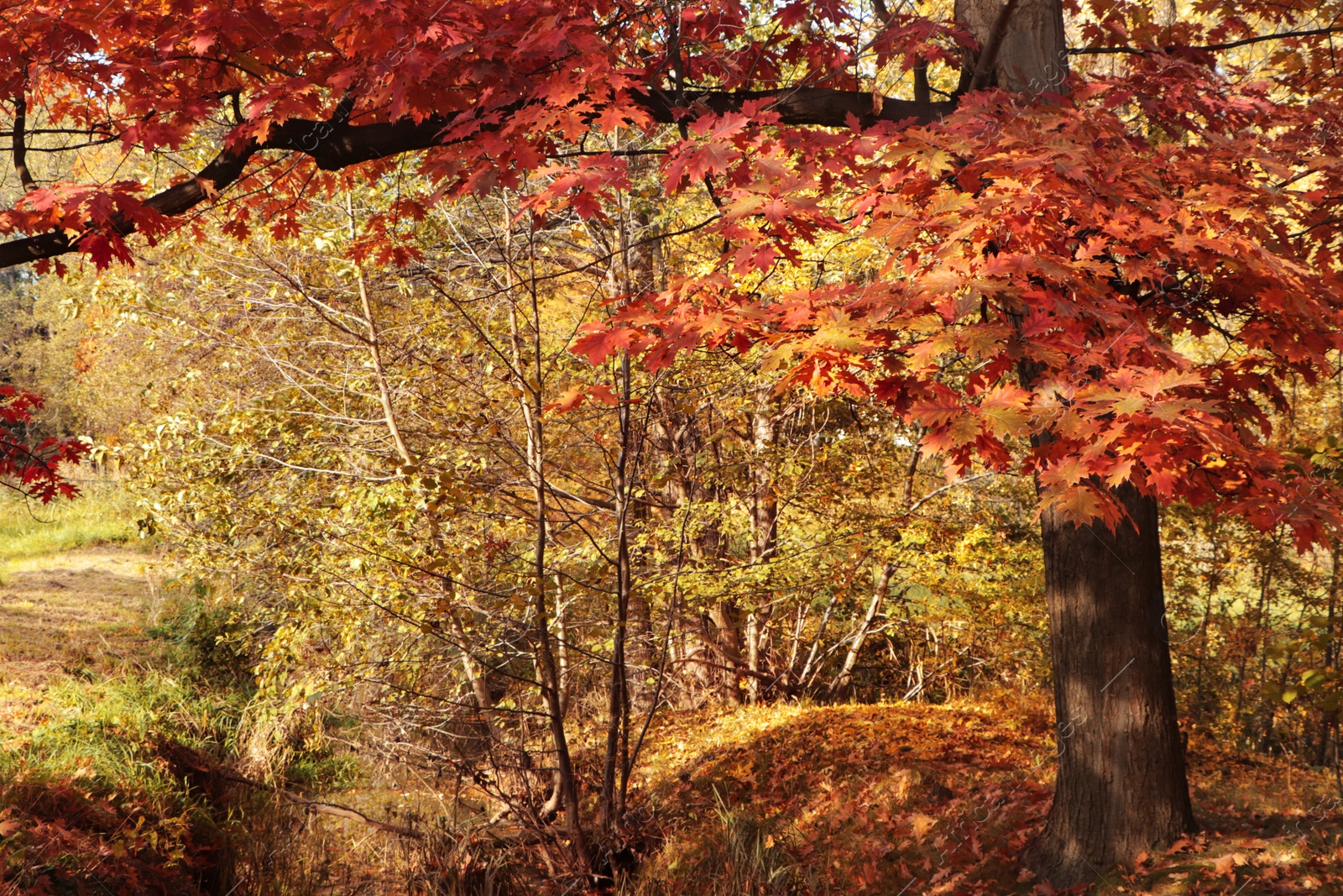 Photo of Picturesque view of park with beautiful trees. Autumn season