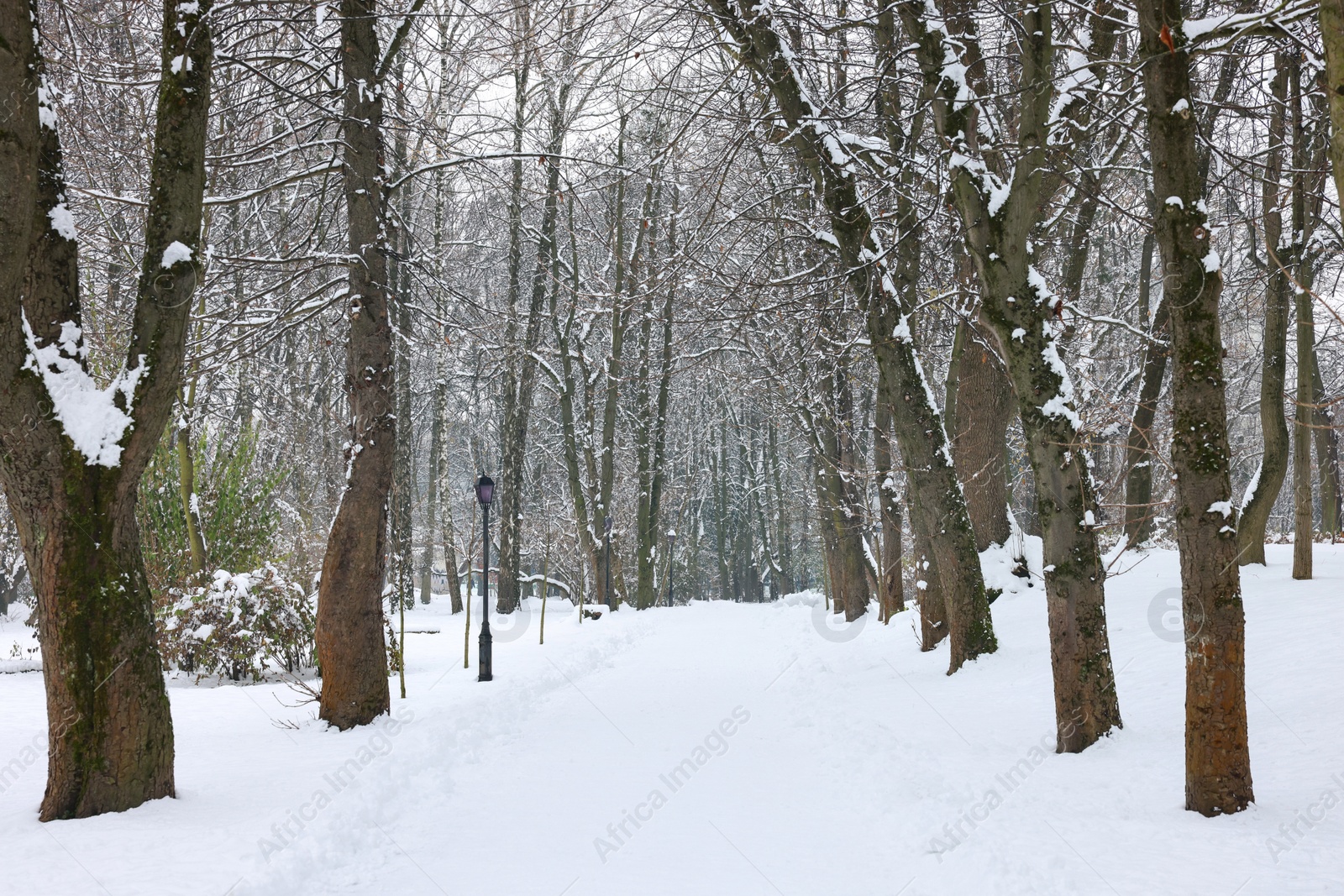 Photo of Trees covered with snow in winter park