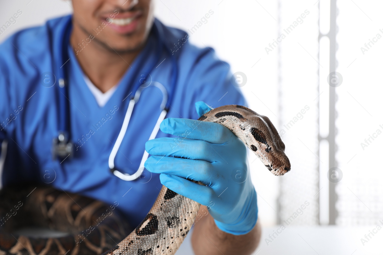 Photo of Male veterinarian examining boa constrictor in clinic, closeup