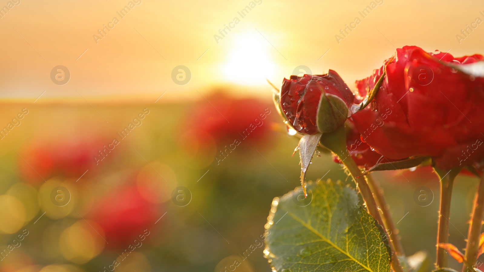 Photo of Beautiful roses in blooming garden on sunny day