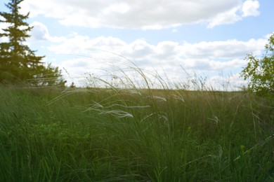 Beautiful feather grass growing in field, closeup