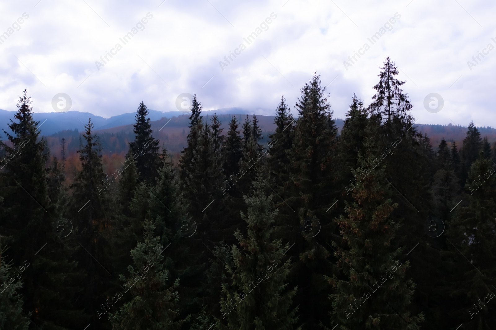 Image of Aerial view of beautiful green forest in mountains on autumn day