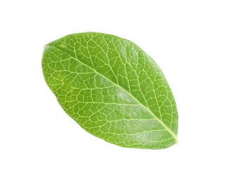 One green blueberry leaf isolated on white