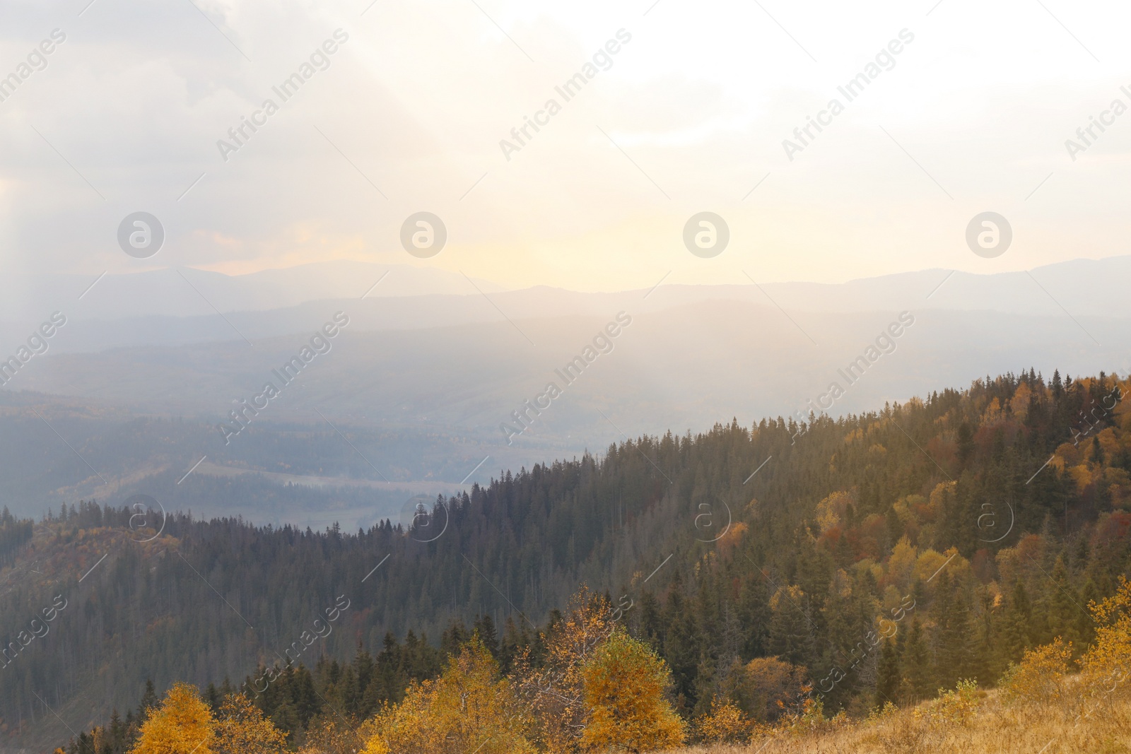 Photo of Beautiful landscape with forest in mountains on autumn day