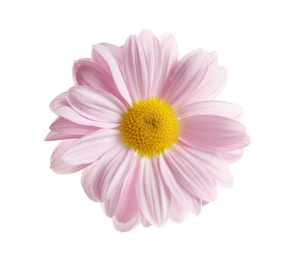 Beautiful and delicate chamomile flower on white background