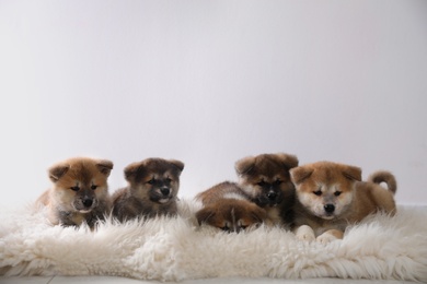 Photo of Adorable Akita Inu puppies on fuzzy rug against light background. Space for text