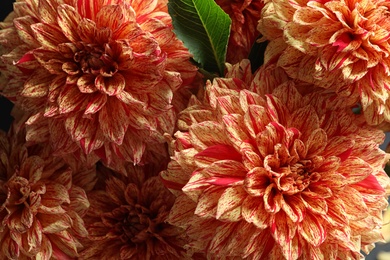 Photo of Beautiful coral dahlia flowers as background, closeup