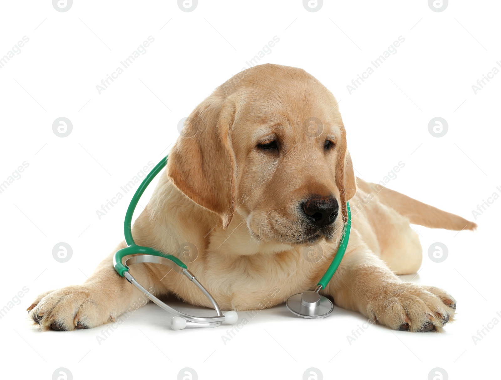 Photo of Cute little dog with stethoscope as veterinarian on white background