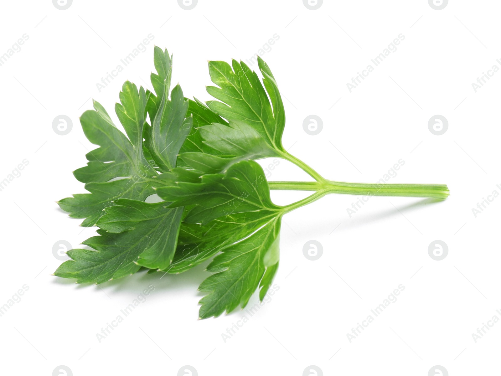 Photo of Leaves of fresh tasty parsley on white background