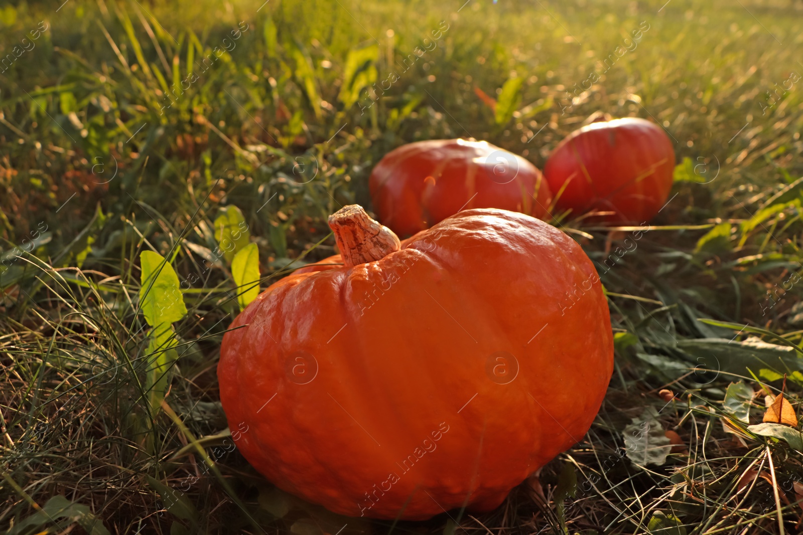 Photo of Many ripe orange pumpkins among green grass outdoors