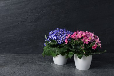 Photo of Beautiful cineraria plants in flower pots on grey table. Space for text