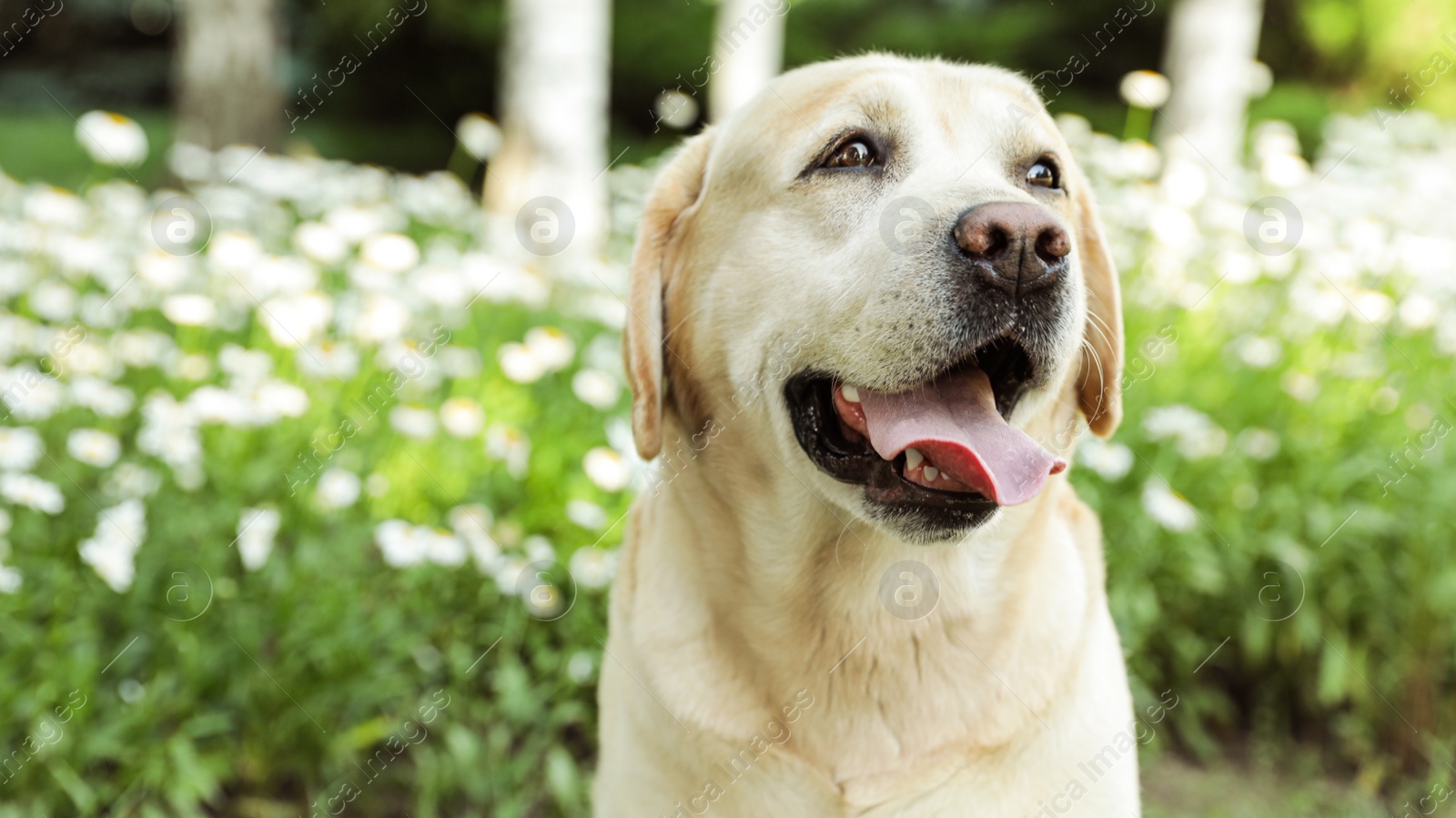 Photo of Cute Golden Labrador Retriever near flowers in green summer park